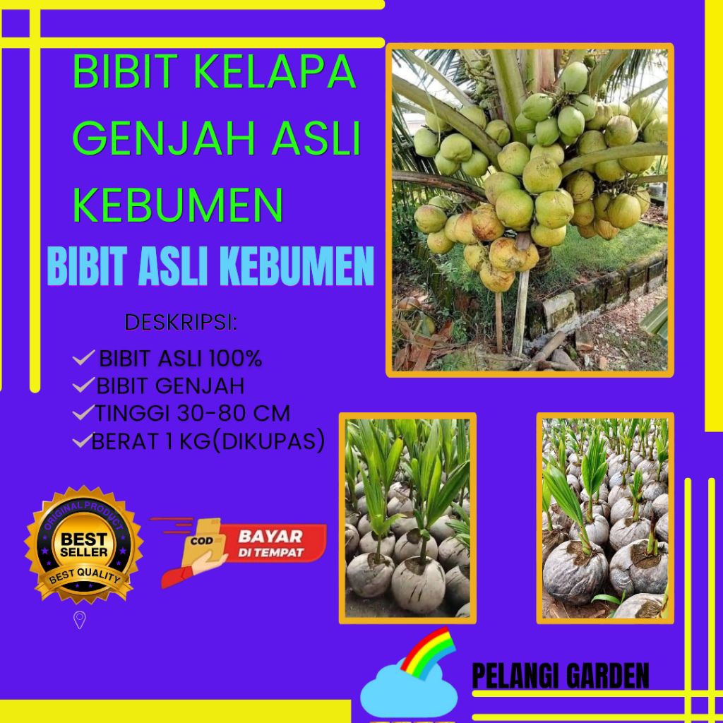 TERMURAH  Bibit Kelapa Entok Terdekat, Bibit Kelapa Genjah Entok Asli, Bibit Kelapa Genjah Entok Sup