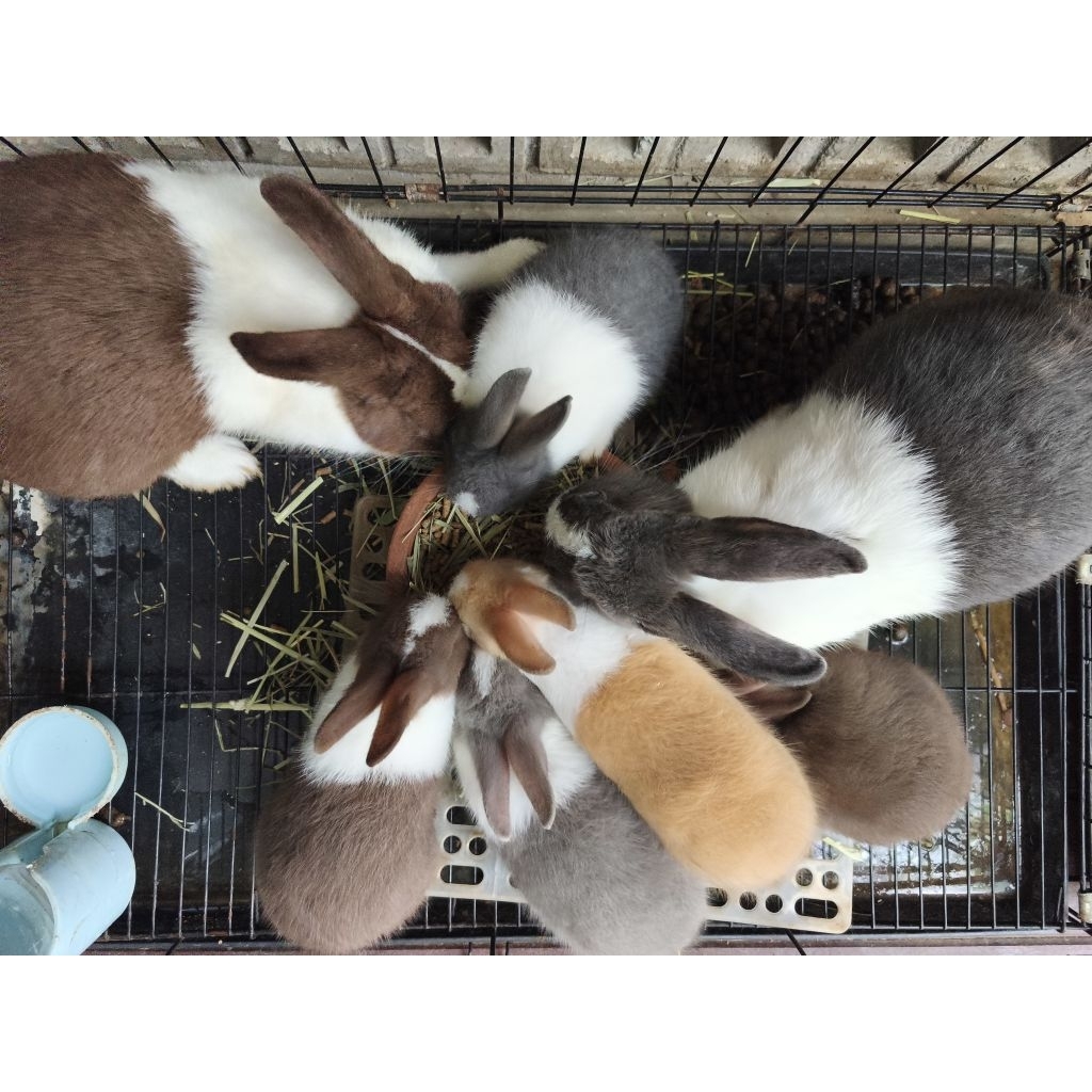Jual Kelinci Panda / Dutch Rabit + Pakan