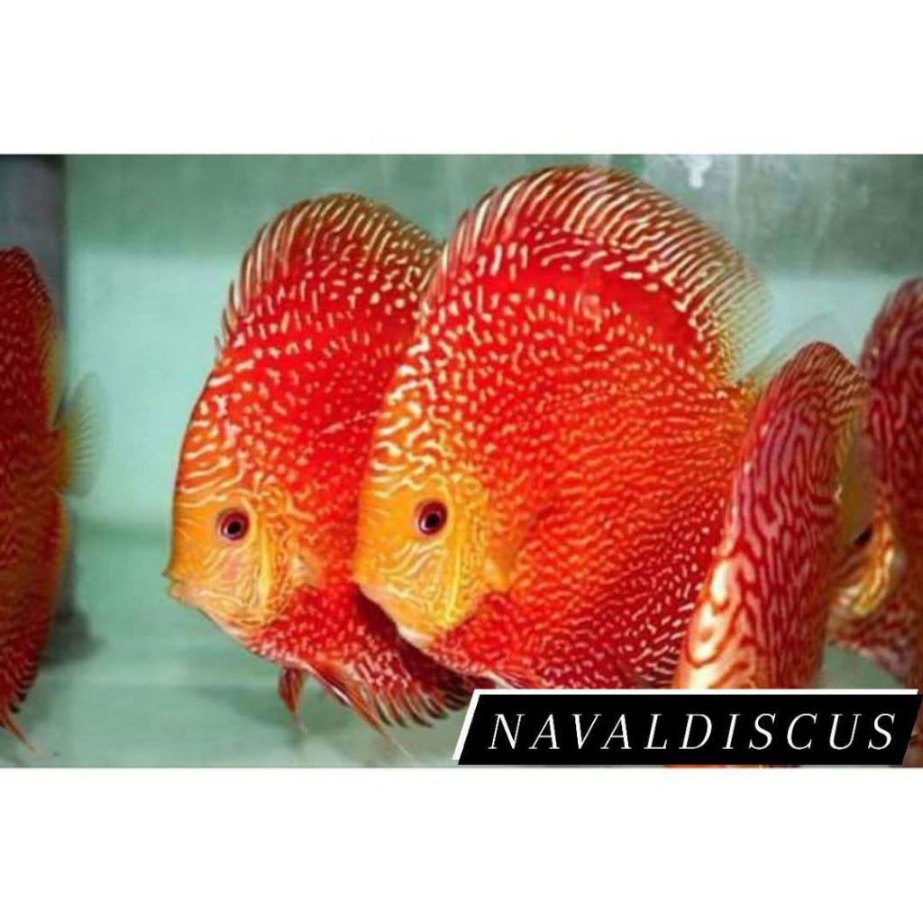 Discus aquascape Red pigeon snakskin ikan hias aquarium