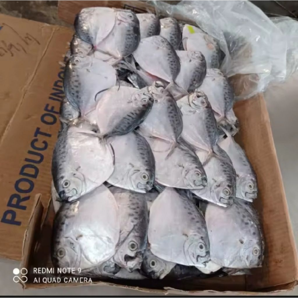 ikan asin semar sedap gurih mantap, untuk harga mulai dari kemasan 1 kg. ikan asin laut segar n fres
