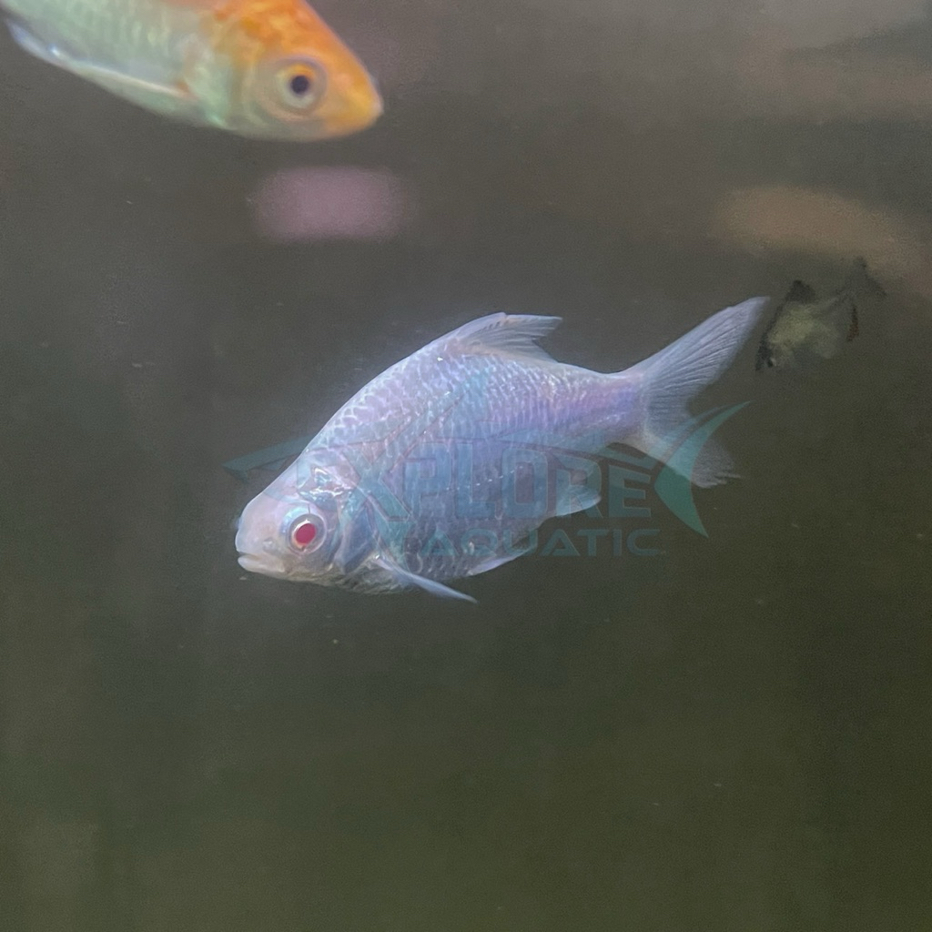 Kaviat Platinum 8-10cm - Ikan Hias Pembersih Kotoran Aquarium Kolam