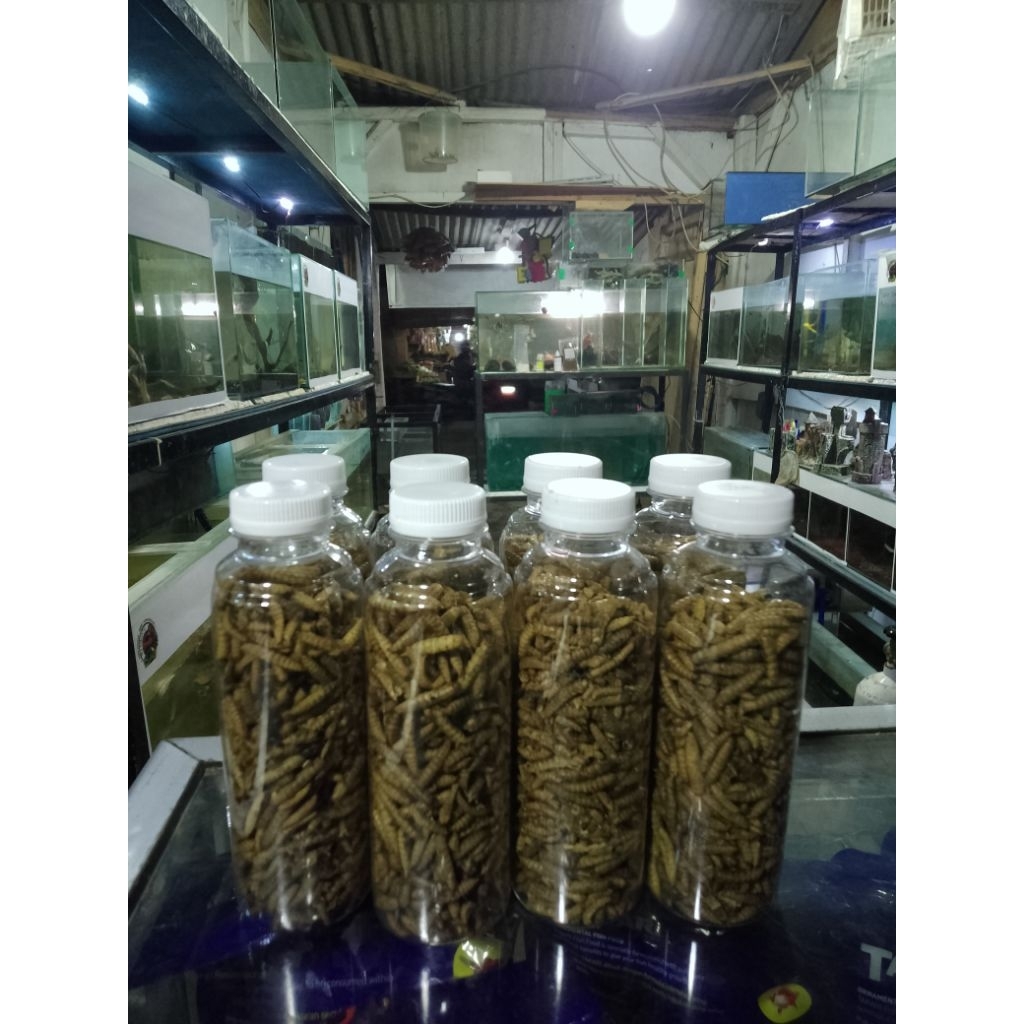 magot kering
