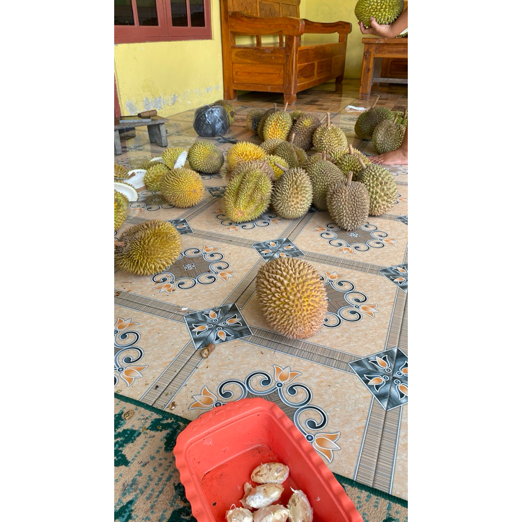 Bibit Durian Bawor Okulasi Asli, Tahan Panas & Cepat Berbuah