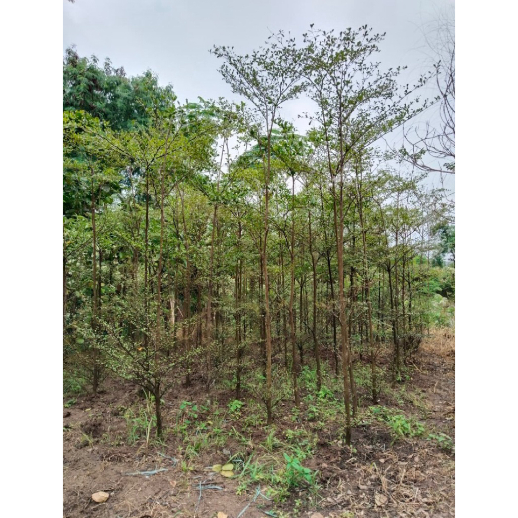 Ketapang kencana - pohon ketapang 3 meter - tanaman peredu