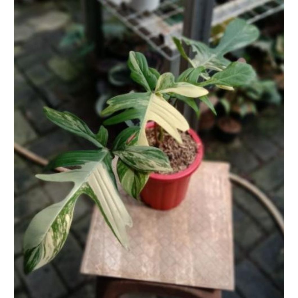 Tanaman Hias Philodendron flobe varigata Narrow- florida beauty Varigata
