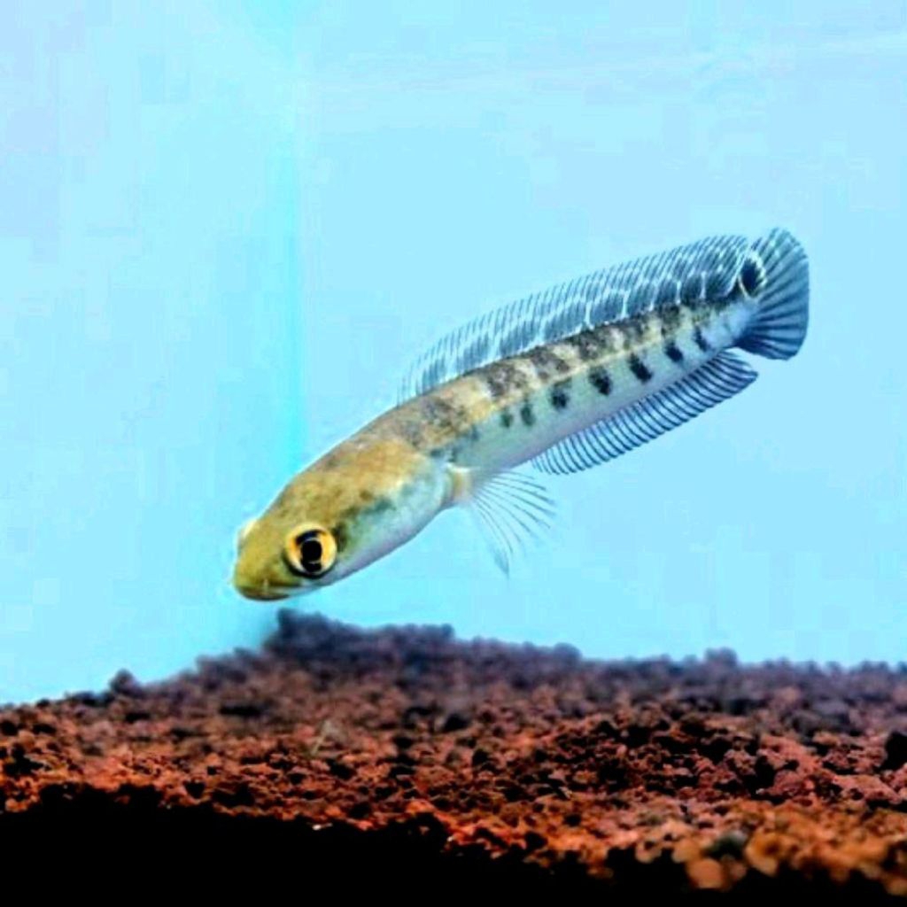 Maru Yellow Sentarum/Channa Maru Ys Batik Terlaris