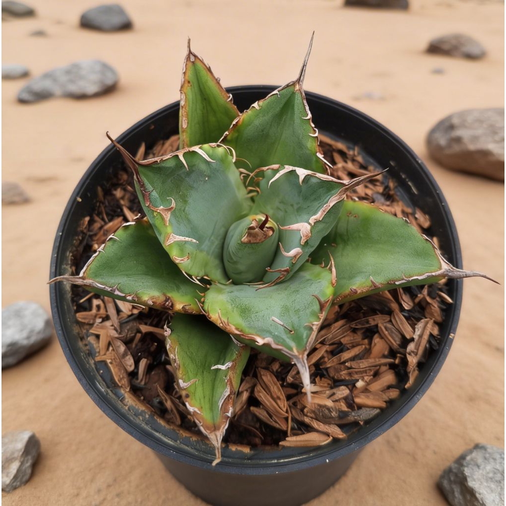 agave titanota mini