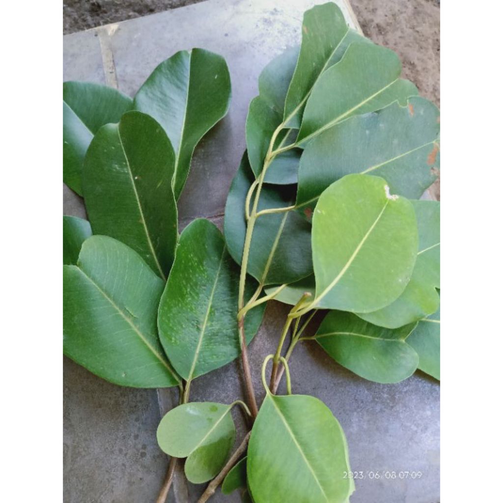 30 Lembar Daun Juwet Daun Jamblang Segar Fresh petik