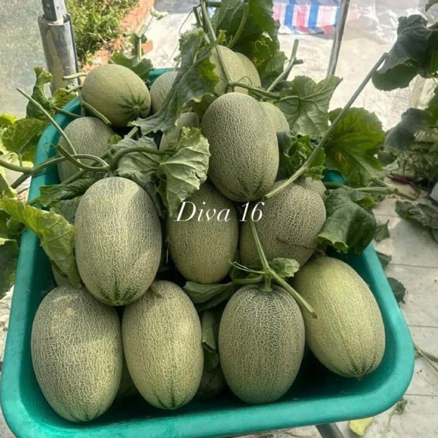 DIVA 16 Benih Melon Premium Original F1. By Maxseeds