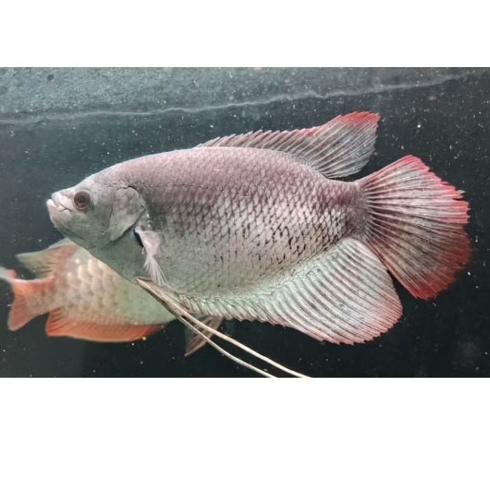 Hiasan Aquarium/Gurame Sabah