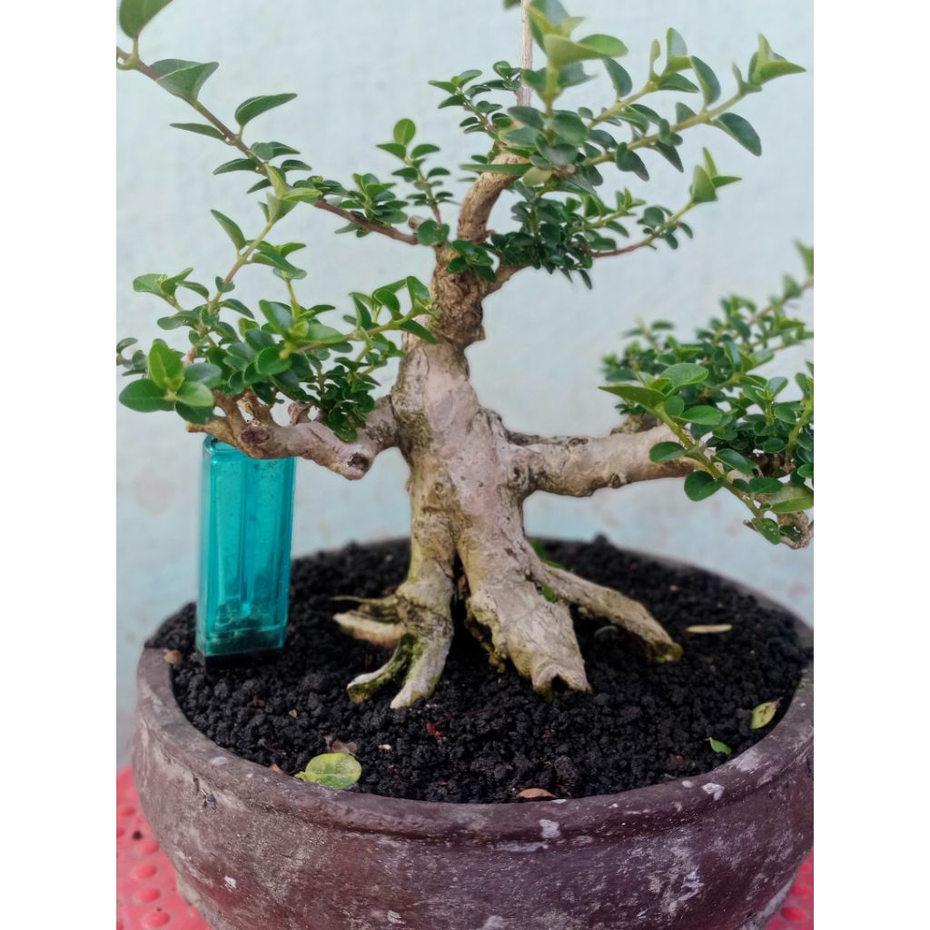bonsai sancang prospek cantik