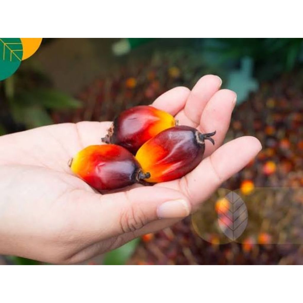 Terbaik buah kelapa sawit per 10 biji