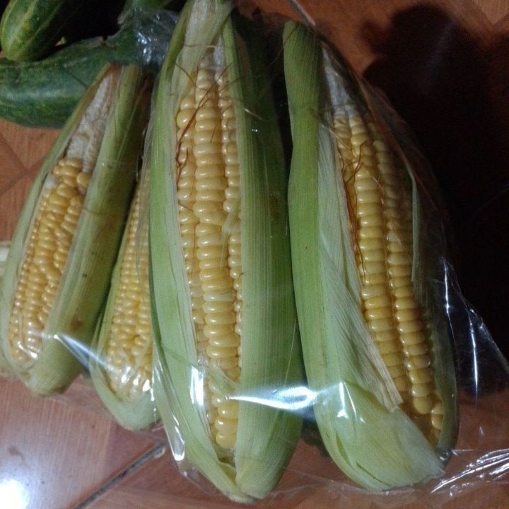jagung manis besar sayur murah
