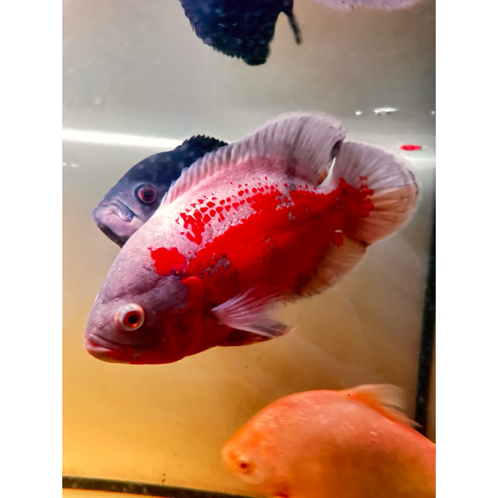 Ikan Oscar ukuran 20 cm / Ikan Predator