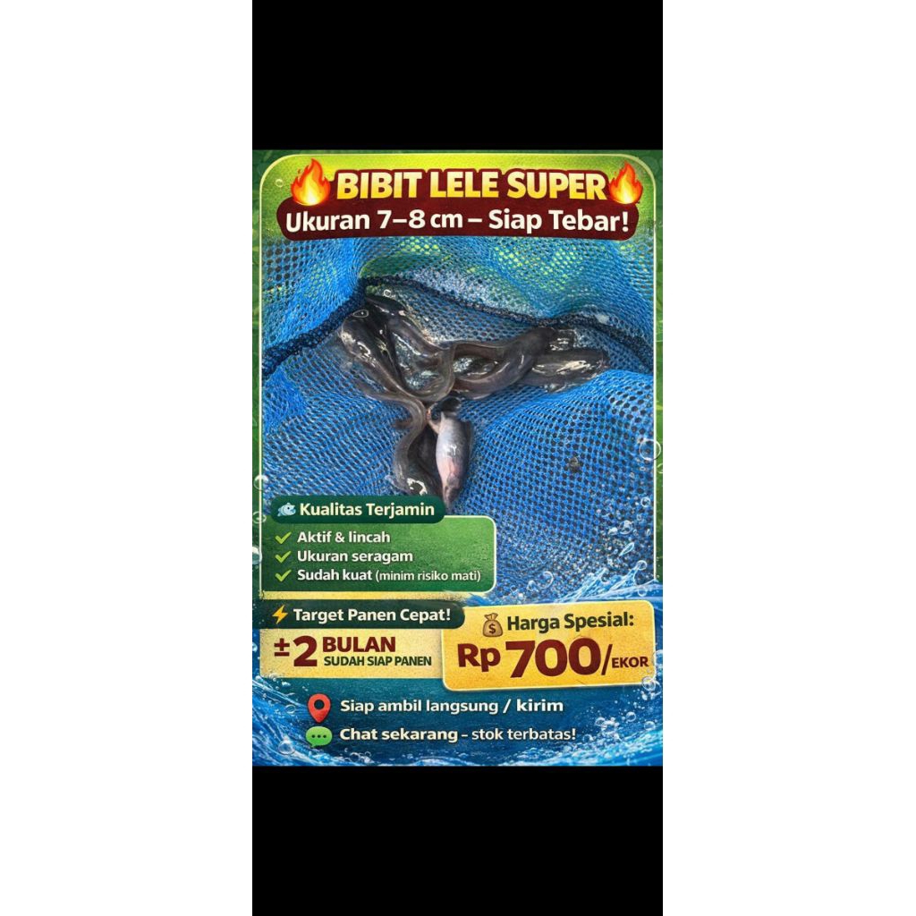 Bibit Lele 7–9 cm Super Sehat – Siap Tebar, Panen Cepat 2 Bulan