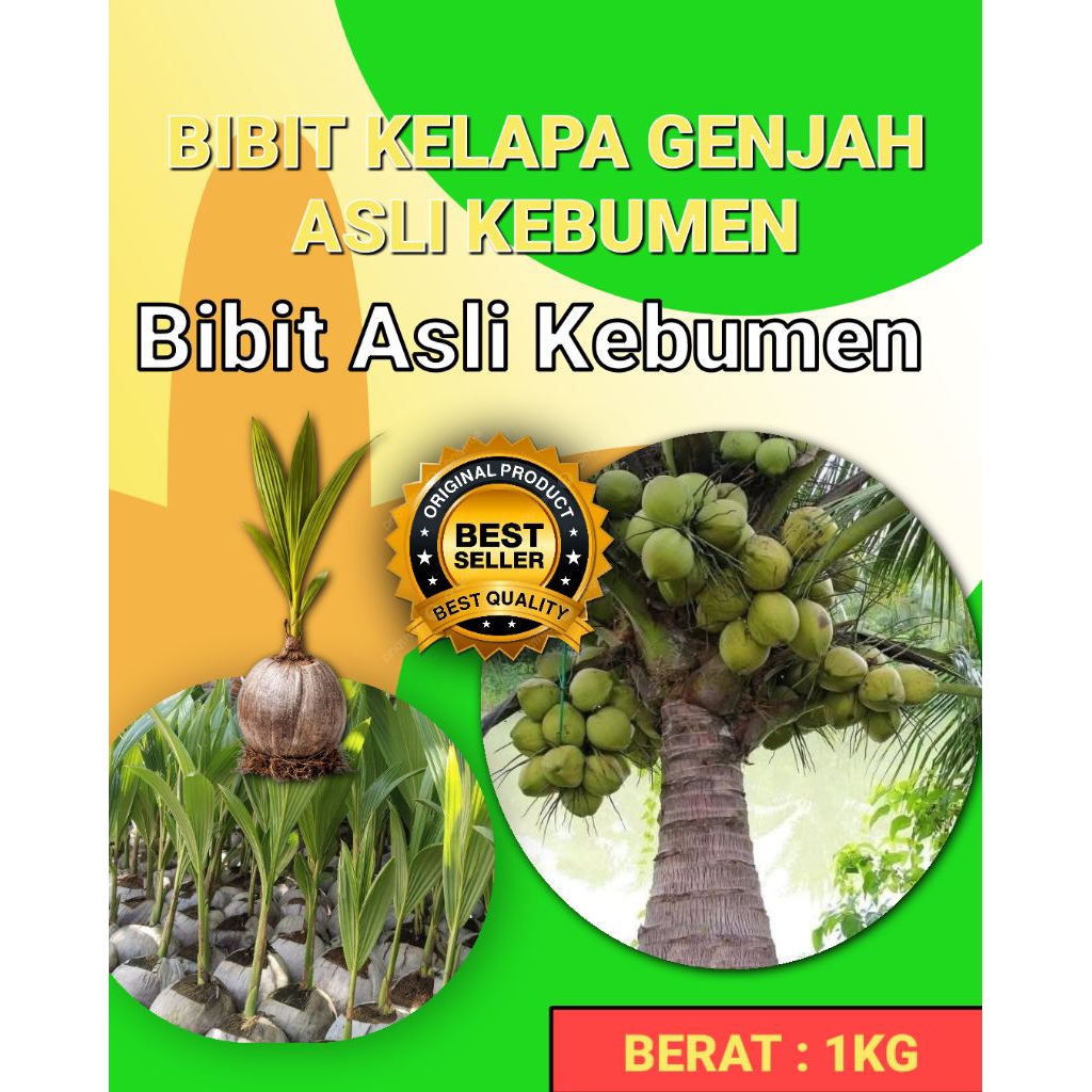 BIBIT SUPER !! Pohon Buah Kelapa Pendek Entok Jumbo