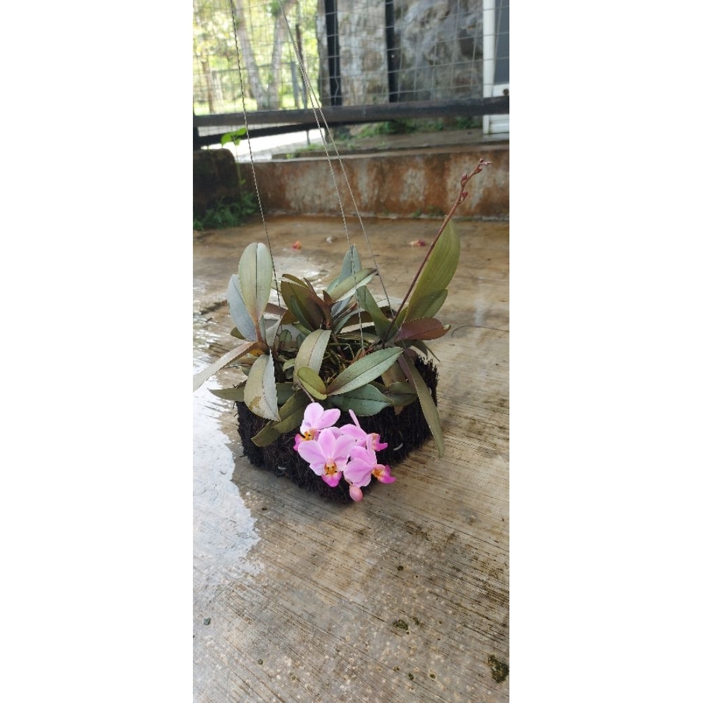Anggrek Bulan Mini / Doritis