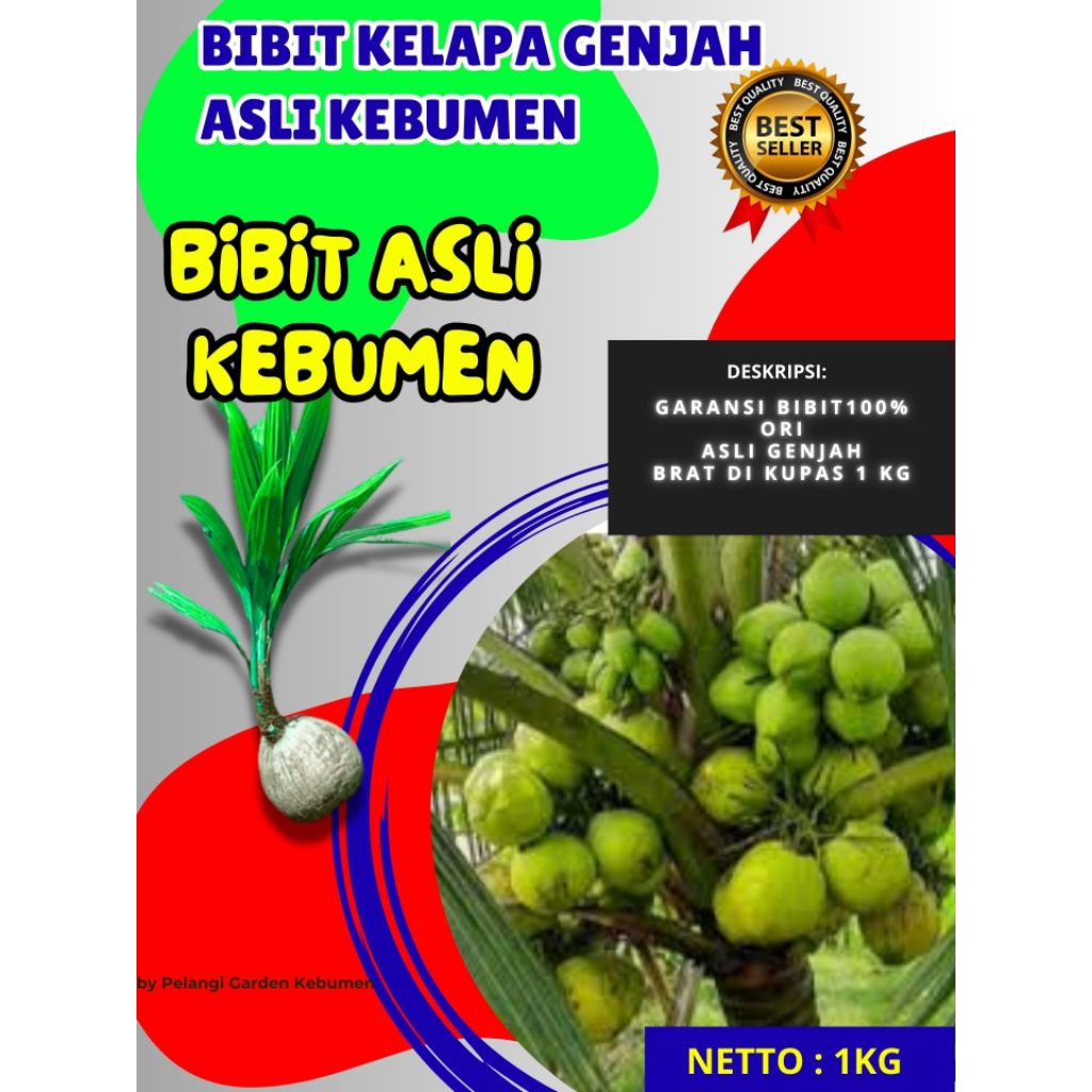 PALING DICARI  Bibit Kelapa Pendek Cepat Berbuah, Bibit Kelapa Pendek Entok Jumbo, Bibit Kelapa Pend