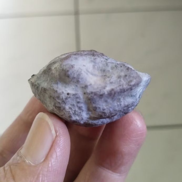Kemiri Adu Muncang Adu Jayanti Milenial Petot Penyok Tua Jatuhan