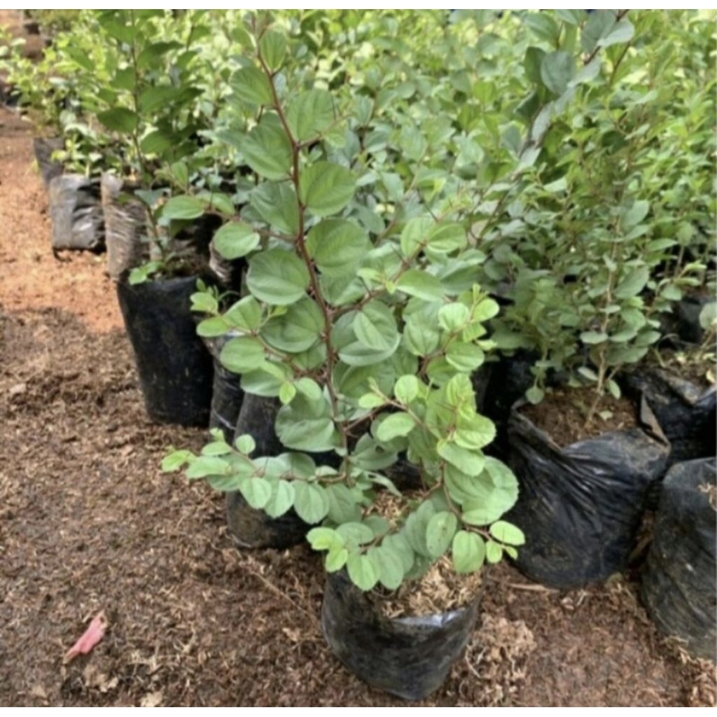 Pohon Bidara Arab Bibit Tanaman Pohon Daun Bidara