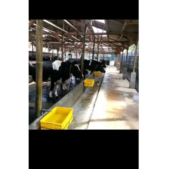 Susu sapi murni 1 Liter, Raw, Mentah, Fresh diperah setiap hari