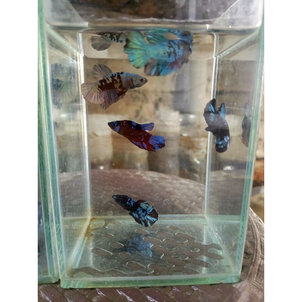FlashDeal Partaian Cupang Avatar 5 Pair