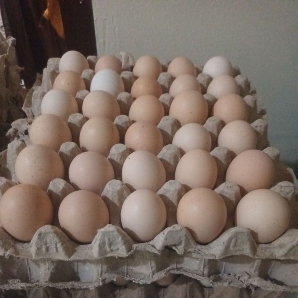 Telur Ayam Kampung Sukabumi