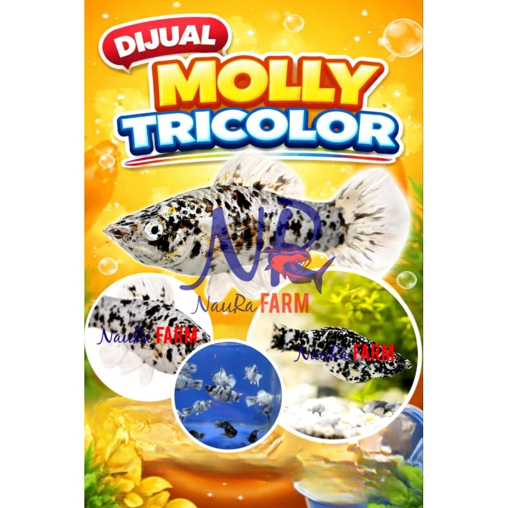 MOLLY TRICOLOR / TORTIE / CALICO - Ikan Hias si Pemakan Alga Aquarium Aquascape