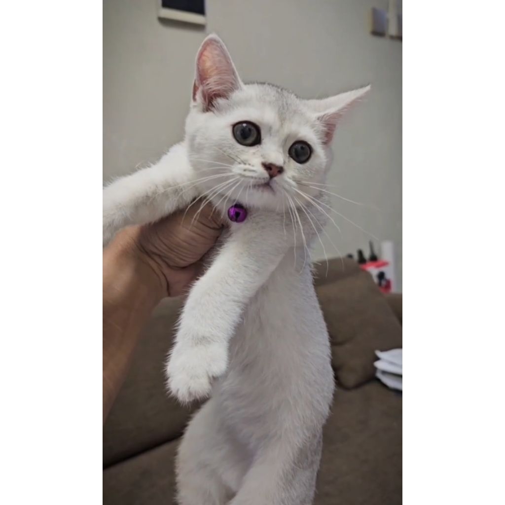 BSH silver betina