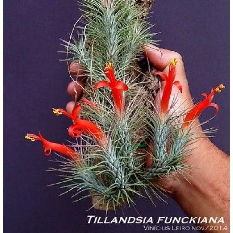 Bibit Tanaman Hias Tillandsia Funckiana Unik
