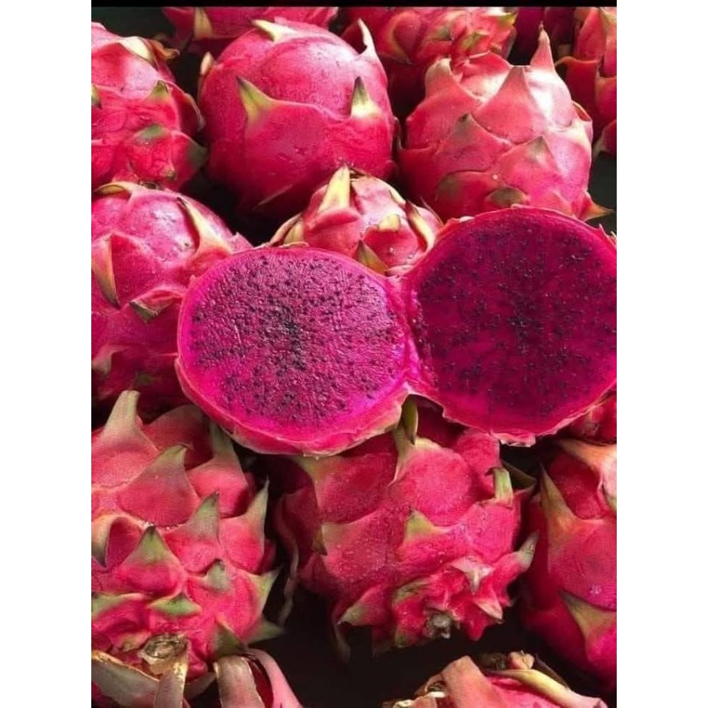 buah naga segar 1000gr medan