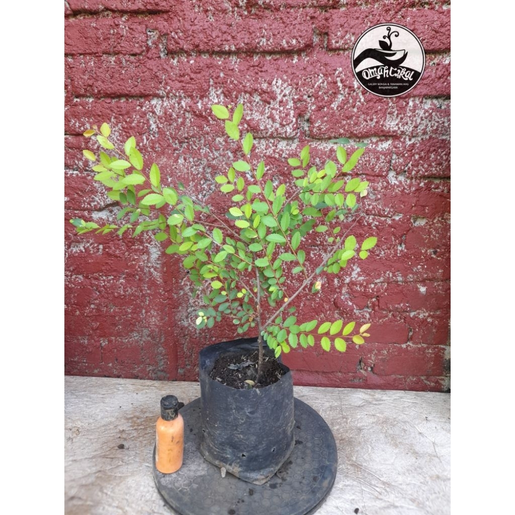 Bibit bonsai ulmus golden micro