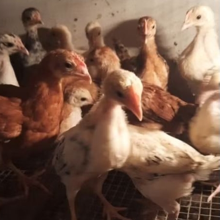 ayam elba 1 bulanan ayam elba petelur