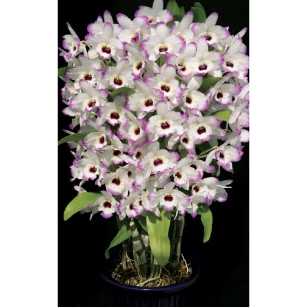 anggrek dendro nobile import