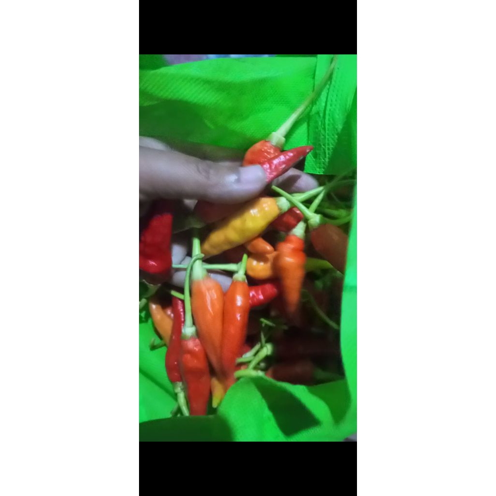 Cabai lombok rawit merah 1kg