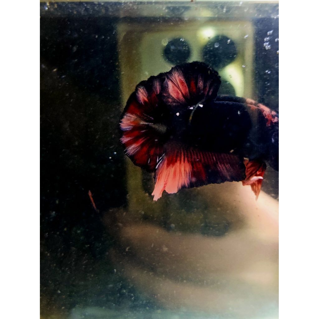 avatar Cooper gold nemo