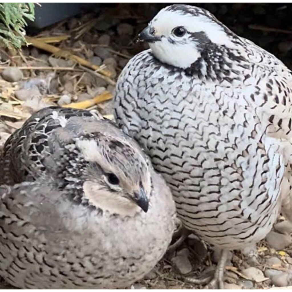 Telur Tetas Puyuh Bobwhite Silver