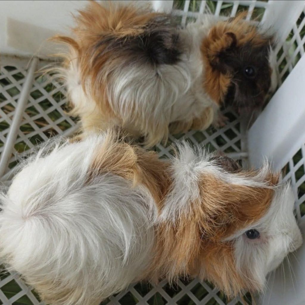 Marmut Abysinan - Marmut Rambut Jabrik - Guinea Pig Abbysinan Jabrik