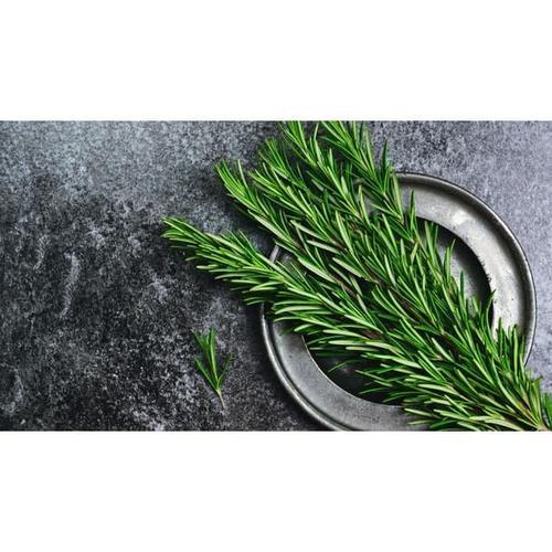 Daun rosemary, daun rosemary segar, daun rosemary fresh