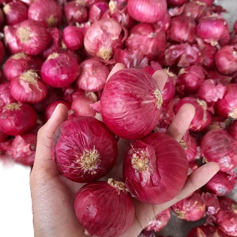 Bawang merah india, bawang merah india segar