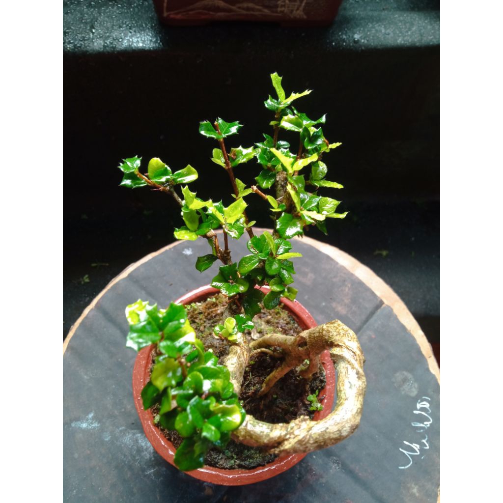 BONSAI SAKURA MIRTEN full set siap pajang