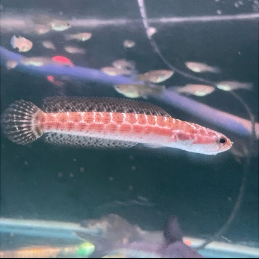 hiasan Aquarium Channa Bangkanensis