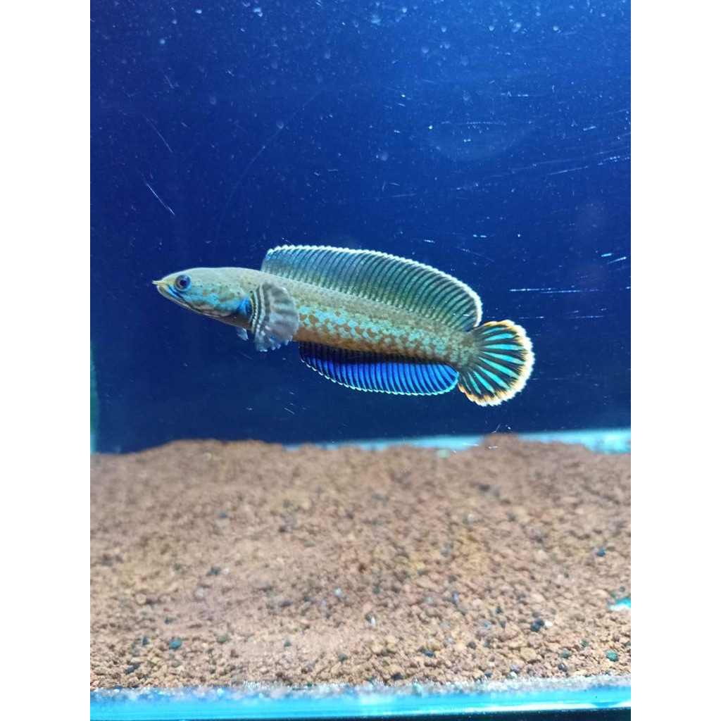 CHANNA ANDRAO 6-7CM BAHAN HF BERGARANSI