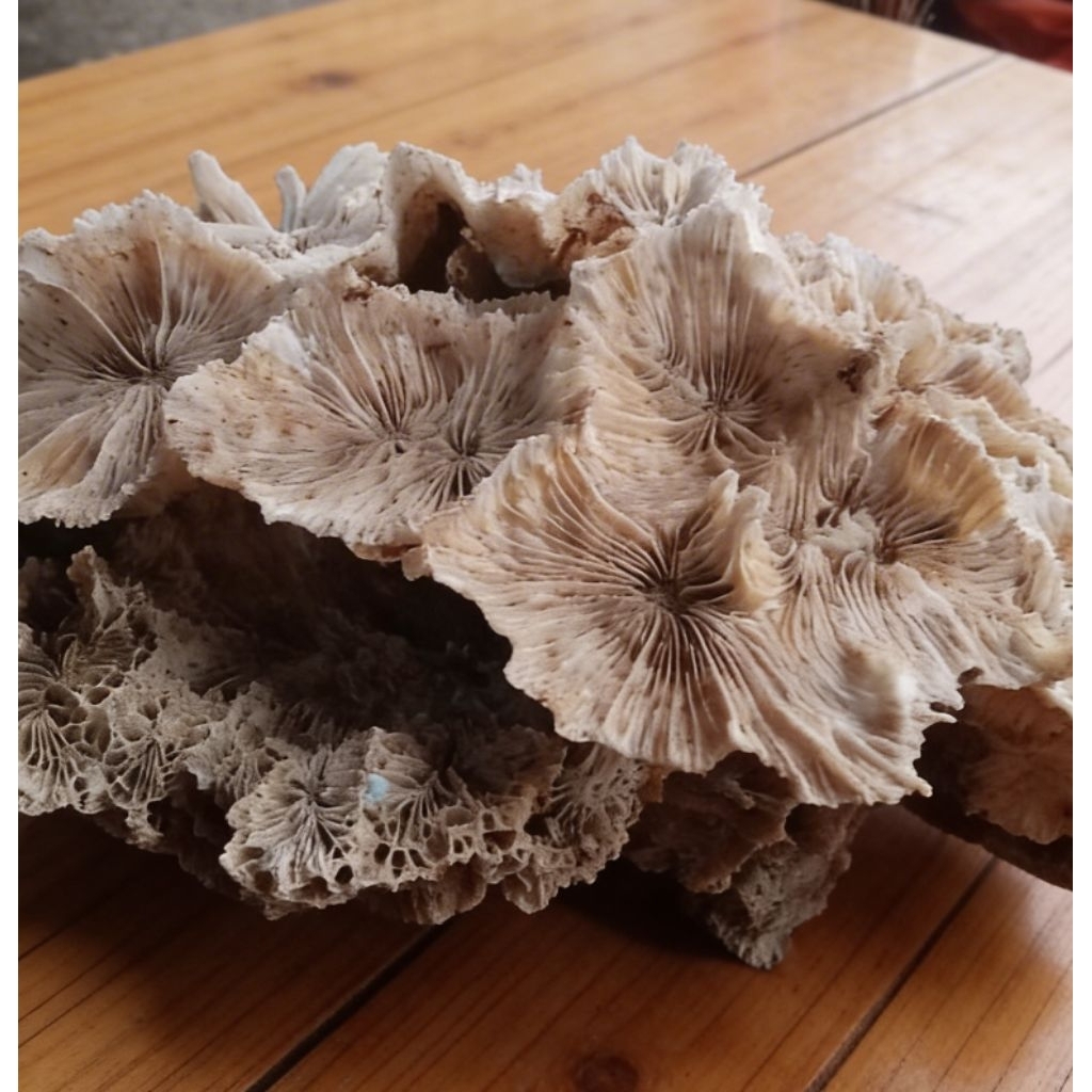 Batu karang bentuk bunga karang asli size besar unik dan langka/ Hiasan aquarium batu karang bunga k