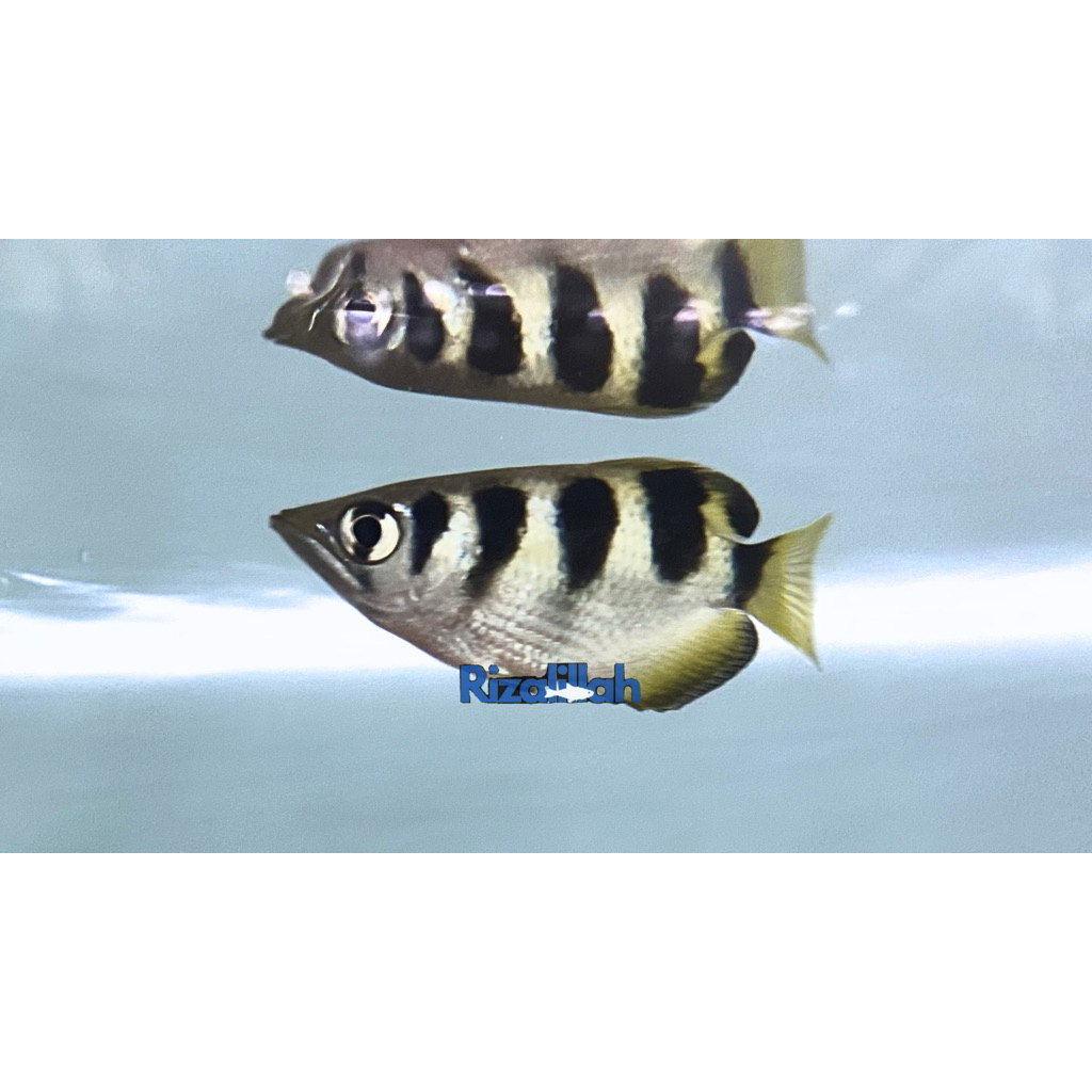 Archer Fish