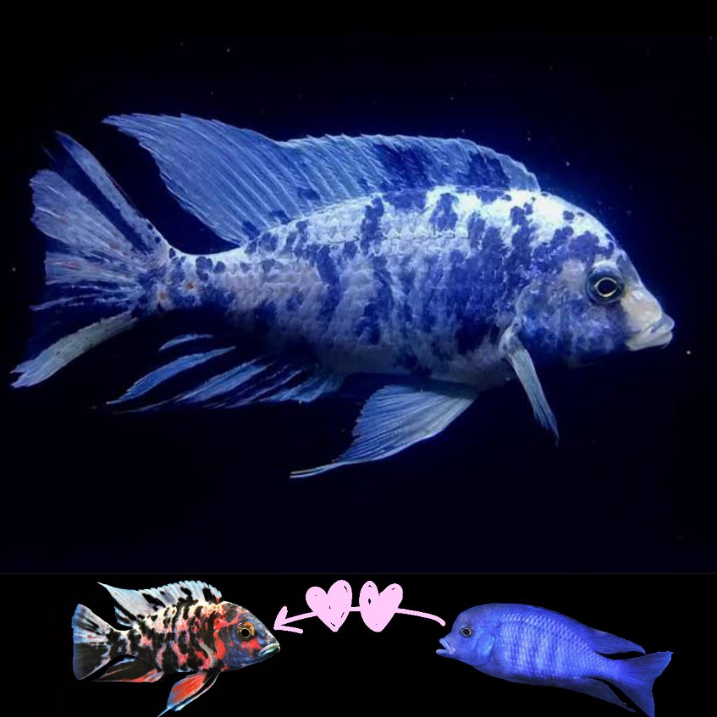 OB Moorii Dolphin Cichlid