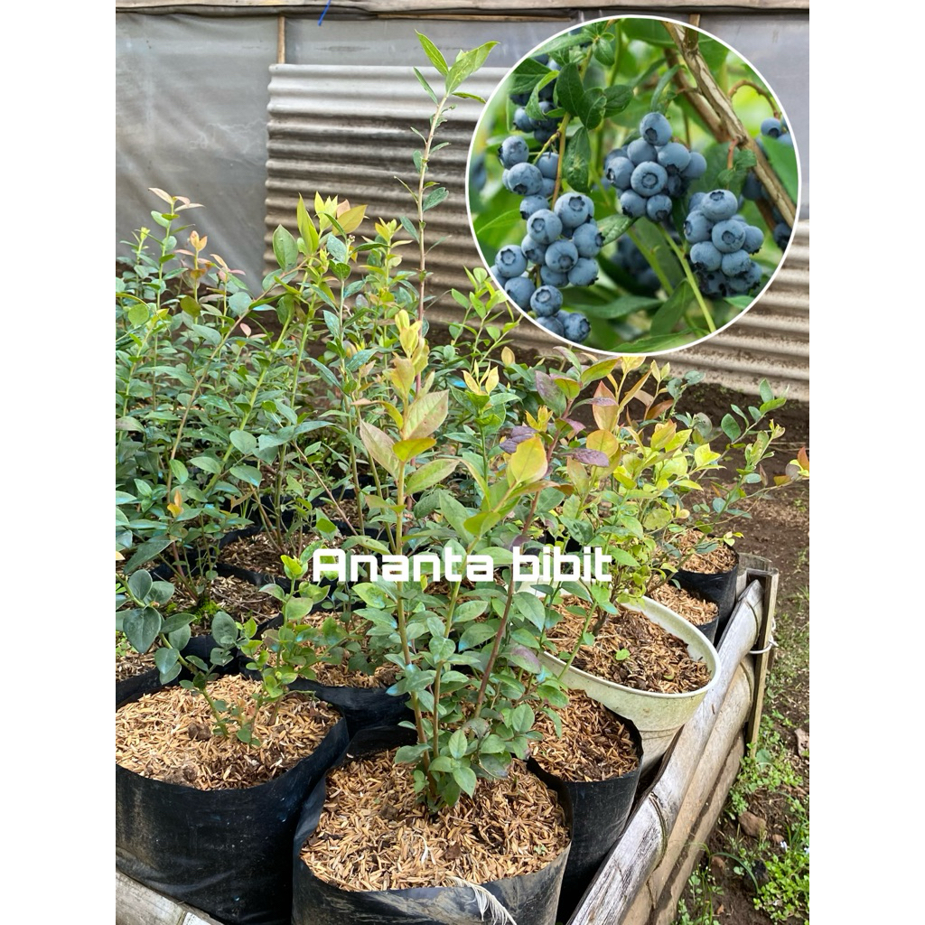 bibit BLUEBERRY