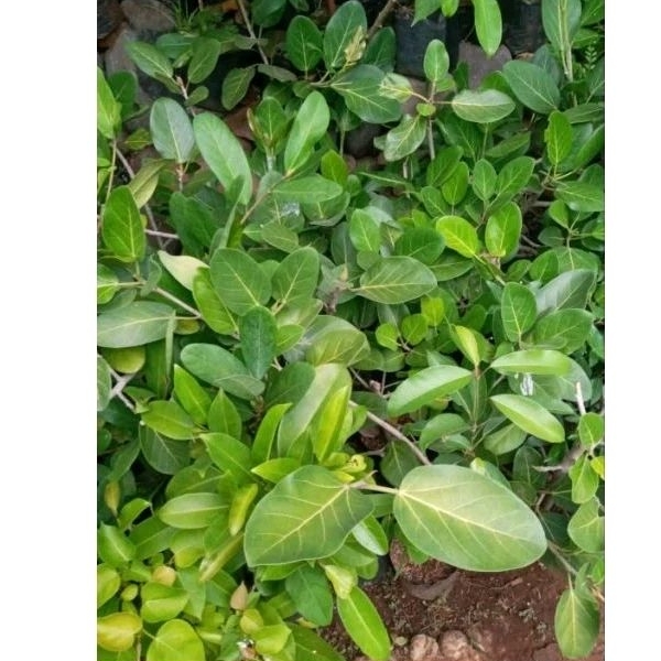 Ficus Benghalensis audrey
