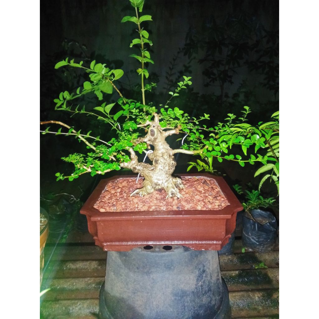 Bahan Bonsai Sancang Small