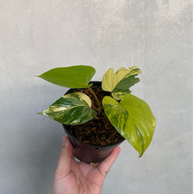Tanaman Hias Homalomena Rubescens Varigata